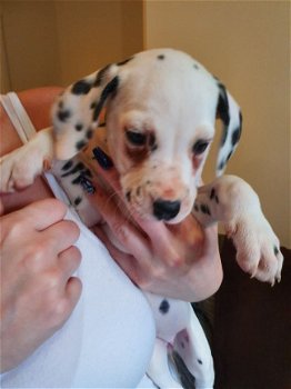 Leuke mannelijke en vrouwelijke Dalmatische puppy's voor adoptie - 1
