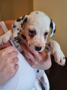 Leuke mannelijke en vrouwelijke Dalmatische puppy's voor adoptie