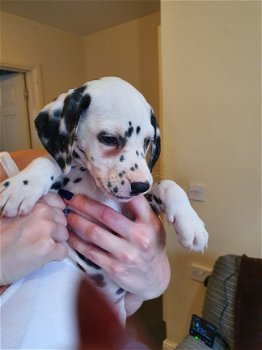 Leuke mannelijke en vrouwelijke Dalmatische puppy's voor adoptie - 2