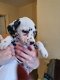 Leuke mannelijke en vrouwelijke Dalmatische puppy's voor adoptie - 2 - Thumbnail