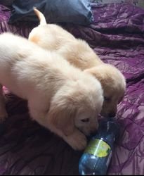 Golden Retriever puppies nu klaar - 1