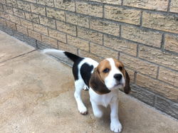 Twee theekopje Beagle Puppies heeft een nieuw gezin nodig