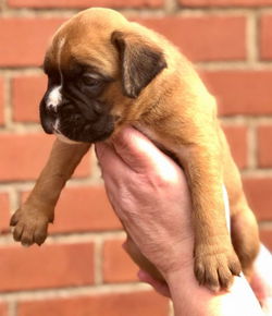 Boxer puppy's beschikbaar