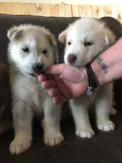 Het charmante Leuke mannelijke Siberische Schor puppy kijken
