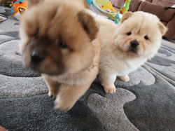 Gezonde Chow chow Mannelijke en vrouwelijke puppy klaar