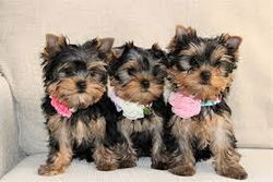 mooie yorkie pupje