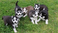 Siberische husky pup