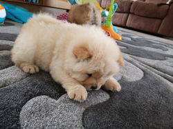 Gezonde Chow chow Mannelijke en vrouwelijke puppy klaar..