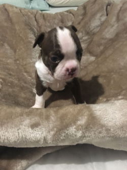 Puppy van Boston Terrier