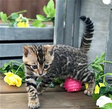 Schattige Bengaalse kittens klaar om met elk gezin van Kerstmis te genieten,,