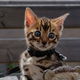 Ben het beste van alle Bengaalse kittens....................,,,,,,,.... - 1 - Thumbnail