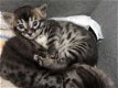 Mooie Bengaalse kittens..................,,......,....,,...... - 2 - Thumbnail