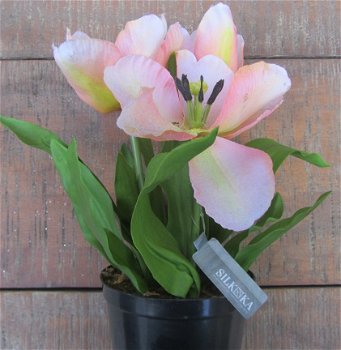 TULPEN - ZIJDE - VAN 7,99 VOOR 3,50 (1) - 1