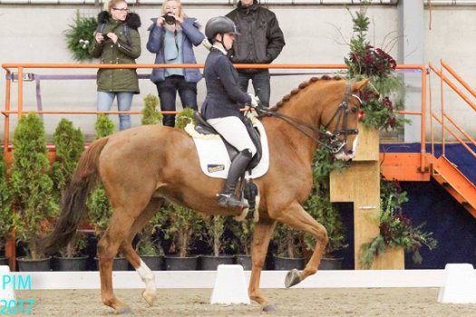 dressuur en jumping paard merrie dochter wan wereldkampioen Westpoint x Jazz - 1