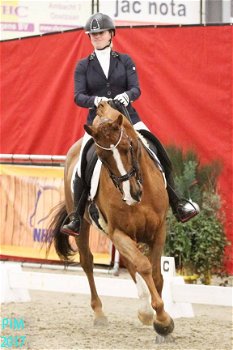 dressuur en jumping paard merrie dochter wan wereldkampioen Westpoint x Jazz - 3