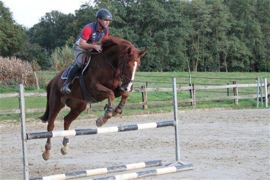 dressuur en jumping paard merrie dochter wan wereldkampioen Westpoint x Jazz - 4