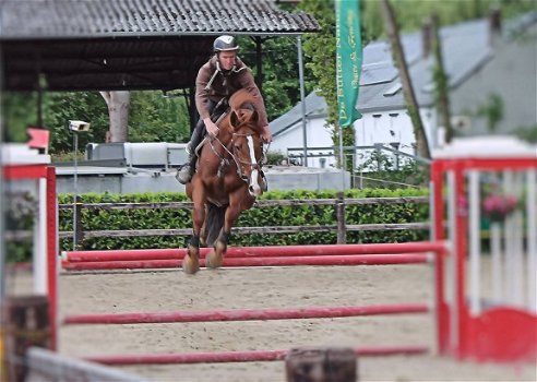 dressuur en jumping paard merrie dochter wan wereldkampioen Westpoint x Jazz - 5