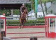 dressuur en jumping paard merrie dochter wan wereldkampioen Westpoint x Jazz - 5 - Thumbnail