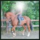 dressuur en jumping paard merrie dochter wan wereldkampioen Westpoint x Jazz - 6 - Thumbnail