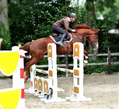 dressuur en jumping paard merrie dochter wan wereldkampioen Westpoint x Jazz - 7