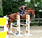 dressuur en jumping paard merrie dochter wan wereldkampioen Westpoint x Jazz - 7 - Thumbnail