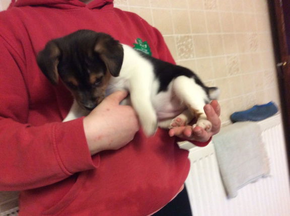 Gezond huis hief Jack Russell pups beschikbaar - nr. 1