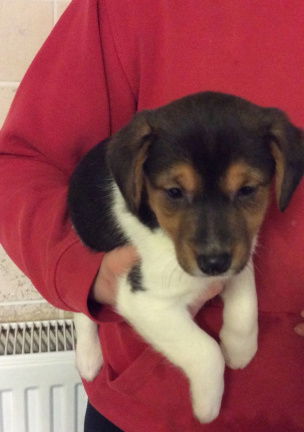 Gezond huis hief Jack Russell pups beschikbaar - Afbeelding 2