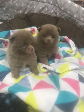 Pommeren puppy voor adoptie - nr. 1