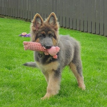 Kwaliteit Duitse herder puppies - nr. 1