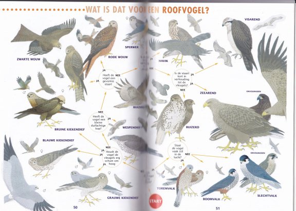 Natuurtalenten. Op zoek naar de bronnen in het bos - Afbeelding 3