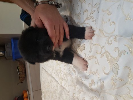 Amerikaanse Akita puppy te koop - 2