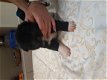 Amerikaanse Akita puppy te koop - 2 - Thumbnail