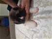 Amerikaanse Akita puppy te koop - 3 - Thumbnail