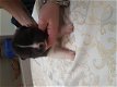 Amerikaanse Akita puppy te koop - 6 - Thumbnail