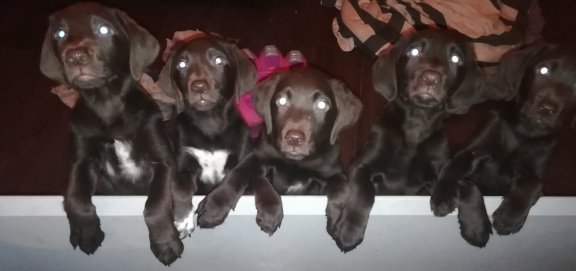 Super mooie chocolade bruine labradors - 1