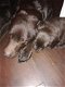 Super mooie chocolade bruine labradors - 3 - Thumbnail