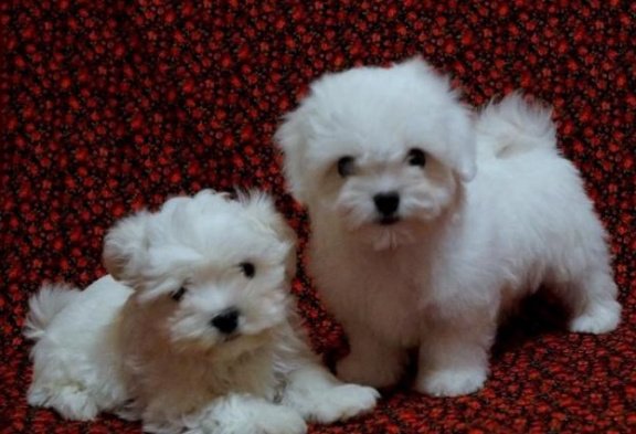 Maltese puppy's ter adoptie Puppy's - nr. 1