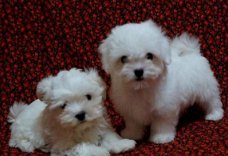 Maltese puppy's ter adoptie Puppy's
