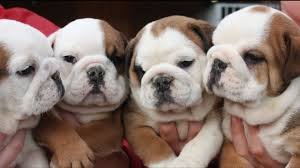 topkwaliteit mannelijke en vrouwelijke Engels Bulldog - nr. 1