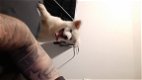 Akita pup - 2 - Thumbnail