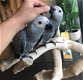 Grijze papegaai te koop - 2 - Thumbnail
