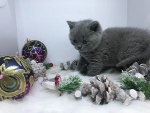 Schattig pedigree Britse Shorthair blauwe kittens klaar - 1