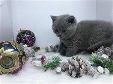 Schattig pedigree Britse Shorthair blauwe kittens klaar