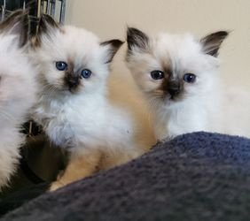 Mooie birman kittens - 1