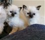 Mooie birman kittens - 1 - Thumbnail