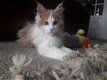 Prachtige mainecoon kitten nu beschikbaar. - 1 - Thumbnail