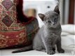 Mannelijke & vrouwelijke Russische blauwe kittens - 1 - Thumbnail