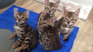 Mooie Bengaalse kittens voor adoptie - 1