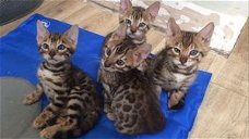 Mooie Bengaalse kittens voor adoptie