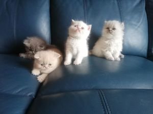 Mooie Perzische kittens voor adoptie - 1